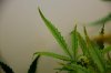 Plant-2.jpg