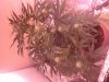 IMG_20120428_222217.jpg