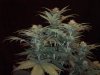 20120318221836.jpg