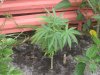 sativa1 016.jpg