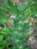DSCN1511.jpg