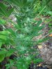 DSCN1512.jpg