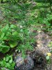 DSCN1513.jpg