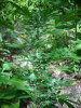 DSCN1514.jpg