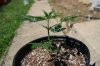 plant2.jpg