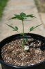 plant3.jpg