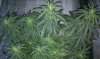 thegrow0129.jpg