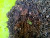 1 day after planting in soil.jpg
