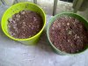4th day from seed.jpg