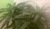 IMAG0243.jpg