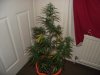 DSCF1138.jpg DSCF1138.jpg
