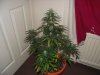 DSCF1137.jpg DSCF1137.jpg