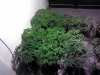 IMG_20120502_183734.jpg