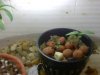 PICT0231.jpg