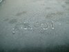 first frost 08 2.JPG