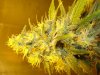 lower bud.jpg