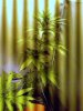 IMAG0017.jpg