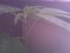 IMG00412.jpg