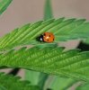 skeletorplantsBUG.jpg