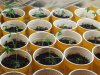 grow 006.jpg