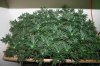 Day 33 Flowering 001.jpg