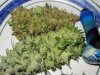 blackbud 016.jpg