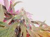 100_0275.jpg