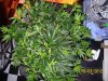 100_3251.jpg