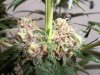 Plushberry day 62 seed, 44 flowering (2).jpg