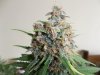 Plushberry day 69 seed, 51 flowering (3).jpg