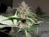 Plushberry day 70 seed, 53 flowering (4).jpg