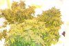 100_4038.jpg