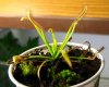 Babysundew2.jpg Babysundew2.jpg