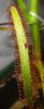 Sundewleaf.jpg Sundewleaf.jpg
