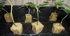05 03 clone project 4 got root.jpg
