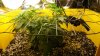 ss.2012-05-04.plant.jpg ss.2012-05-04.plant.jpg
