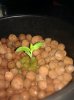 IMG_20120505_204242.jpg