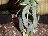 DSC01214.jpg