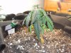 DSC01219.jpg