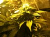 Flower Week 6 (6).jpg