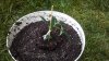 plant 1 2.jpg plant 1 2.jpg