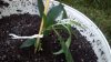 plant 2 2.jpg plant 2 2.jpg