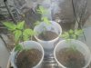 tomatoes 1 month 2 weeks.jpg