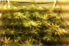 DAY 31 - FLOWER 01.jpg