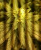 DAY 31 - FLOWER 02.jpg