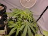 bubbakush.jpg bubbakush.jpg