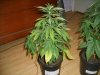 plants 003.jpg plants 003.jpg