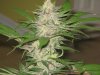 KO Kush 009.jpg