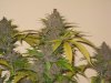 Plushberry 010.jpg