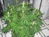 Kids2010 403.jpg